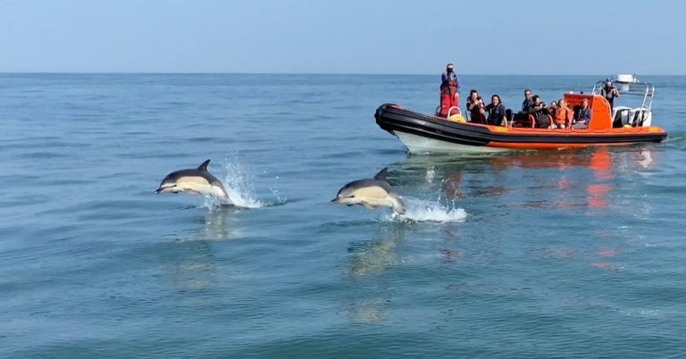 Regular sightings of common dolphins over the last week