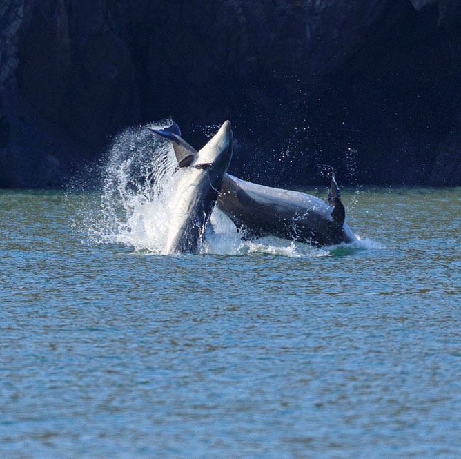 energetic bottlenose dolphins leaping