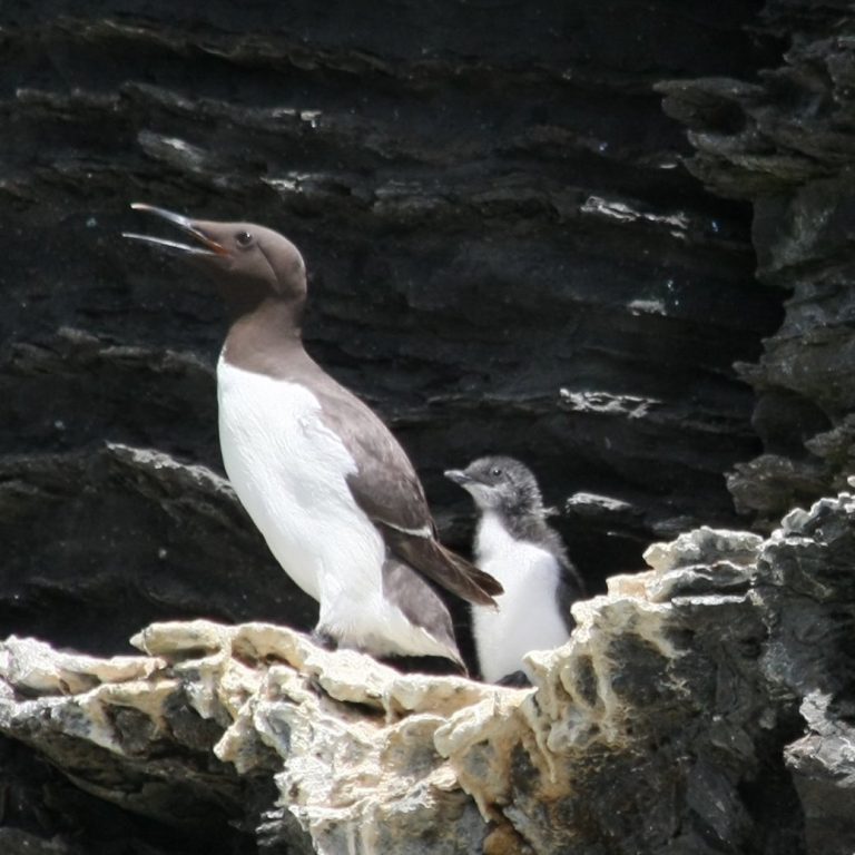 How cute is this little chick! We’re really looking forward to getting back out and seeing these again.