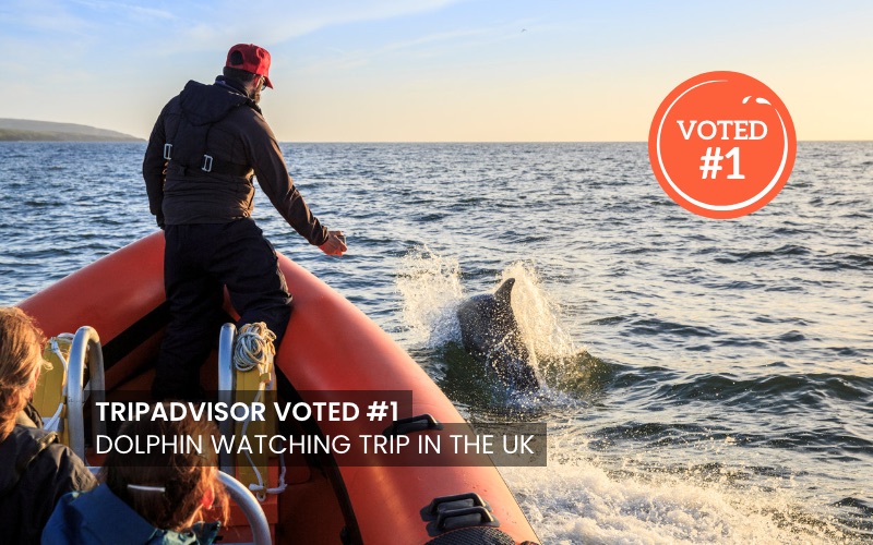 A Bay To Remember Dolphin Watching Trips In Cardigan Bay