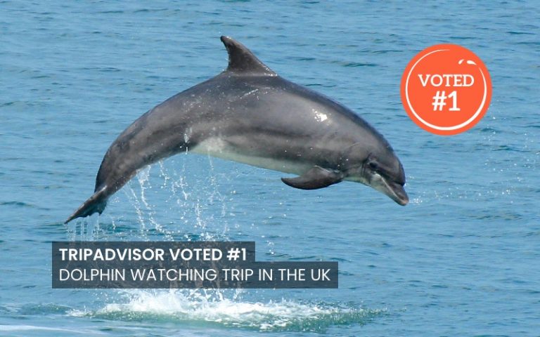 Tripadvisor voted #1 dolphin watching trip in the UK