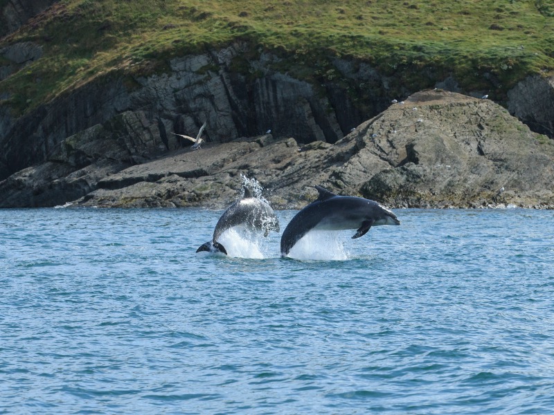 pair of dolphins leaping