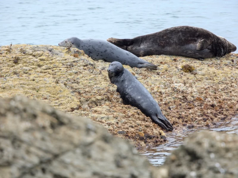 grey seals on shore