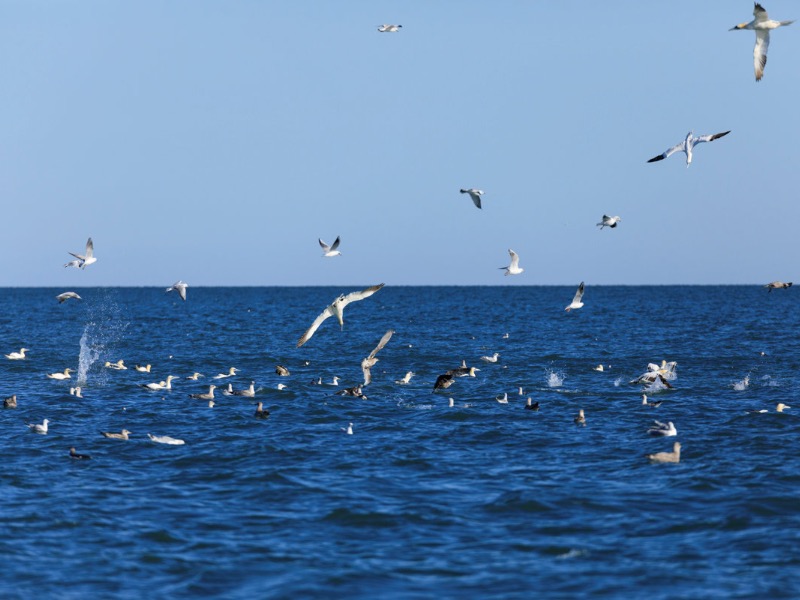 sea birds over the water